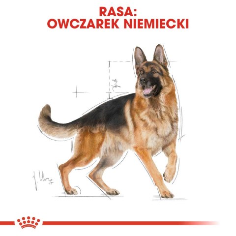 ROYAL CANIN BHN German Sh Ad - sucha karma dla psa dorosłego - 11 kg ROYAL CANIN BHN German Sh Ad - sucha karma dla psa dorosłego - 11 kg