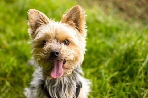 OROMED Oro-Pet - maszynka do strzyżenia zwierząt OROMED Oro-Pet - maszynka do strzyżenia zwierząt