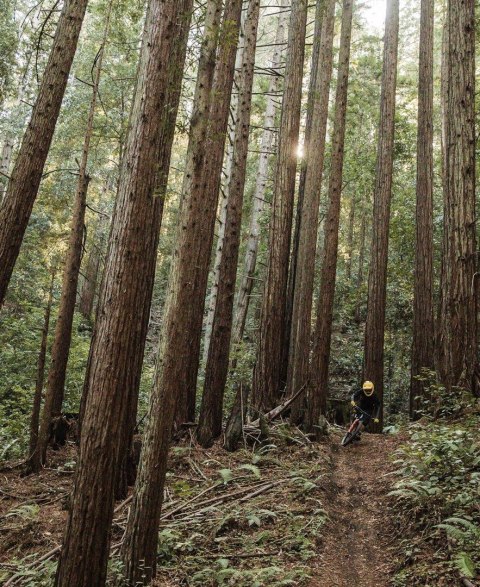 Ochraniacz klatki piersiowej i pleców POC VPD