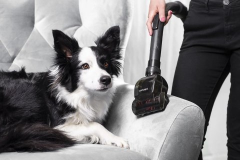 Odkurzacz bezworkowy Furious Animal VP5151 CONCEPT